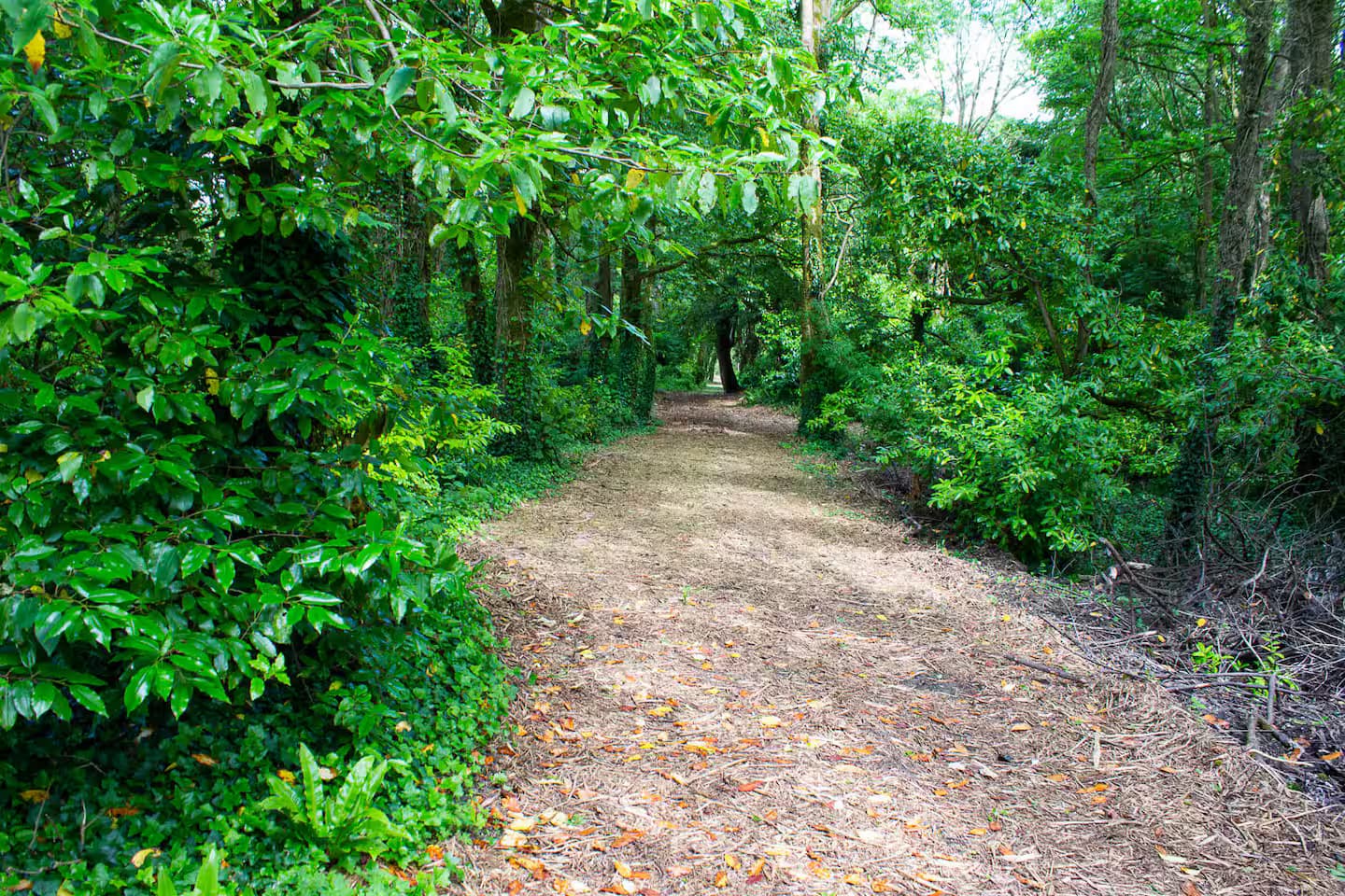 Forest walk — deeper into the woods