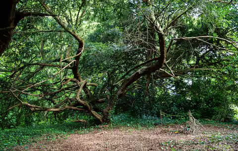 Ancient tree in the estate forest